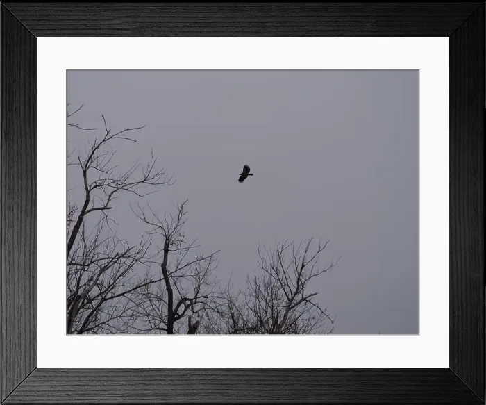 Framed Print : American Bald Eagles During Winter Migration in Missouri Framed Print : American Bald Eagles During Winter Migration in Missouri