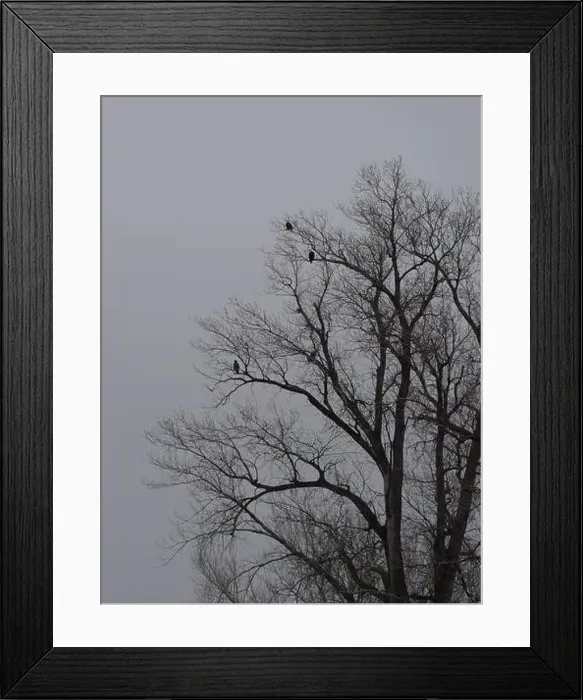 Framed Print : American Bald Eagles During Winter Migration in Missouri