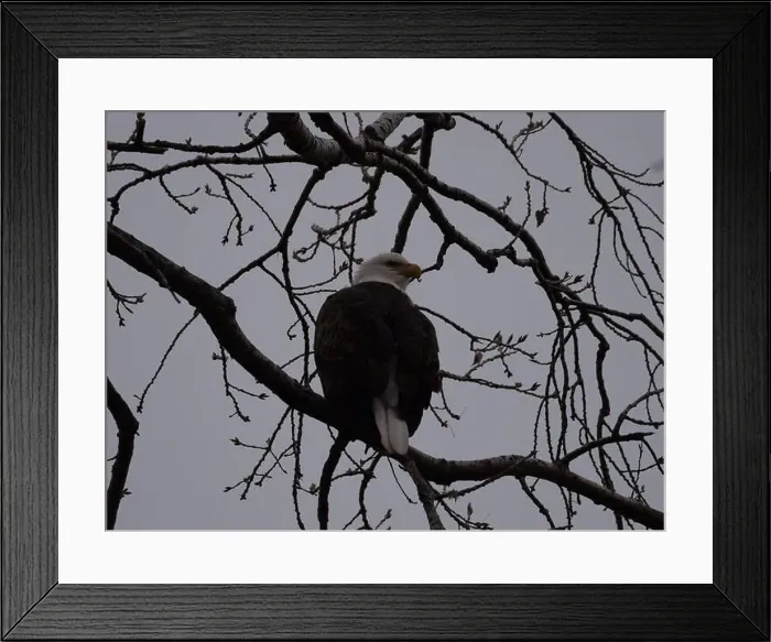 Framed Print : American Bald Eagles During Winter Migration in Missouri Framed Print : American Bald Eagles During Winter Migration in Missouri