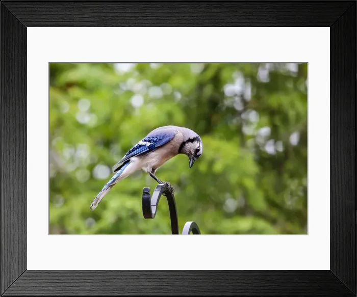 Framed Print : A blue jay looks down from his perch in Northeast Indiana, USA Framed Print : A blue jay looks down from his perch in Northeast Indiana, USA