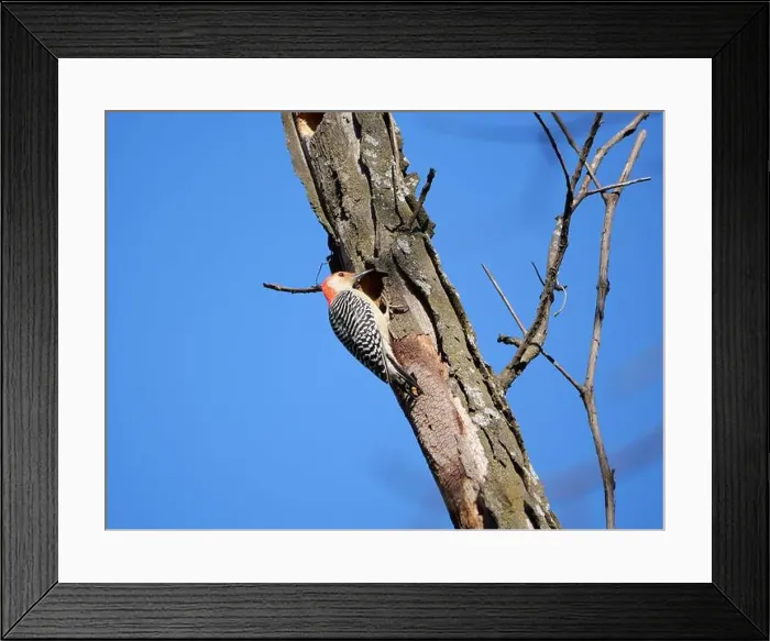 Framed Print : Red-Bellied Woodpecker at Work High Above in a Tree Framed Print : Red-Bellied Woodpecker at Work High Above in a Tree