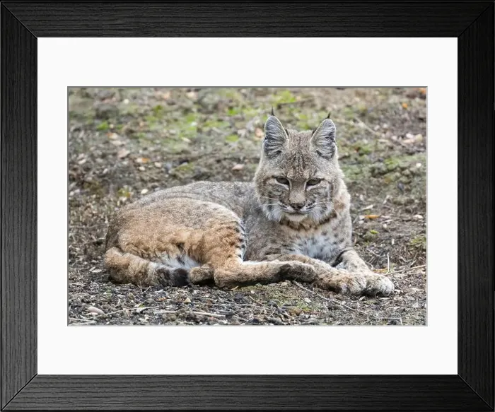 Framed Print : Bobcat Taking a Break from Hunting Rodents. Mt. Diablo State Park, Contra Costa County, California, USA Framed Print : Bobcat Taking a Break from Hunting Rodents. Mt. Diablo State Park, Contra Costa County, California, USA