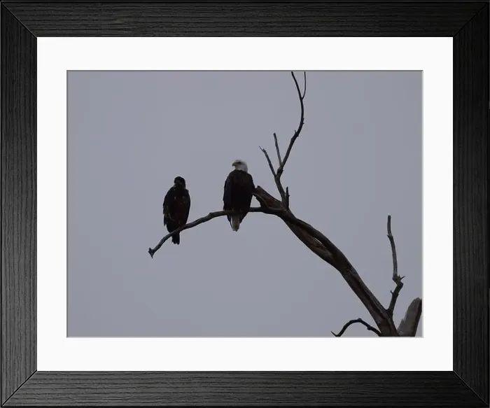 Framed Print : American Bald Eagles During Winter Migration in Missouri Framed Print : American Bald Eagles During Winter Migration in Missouri