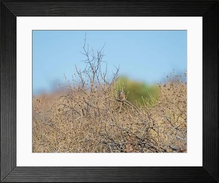 Framed Print : A Black Throated Sparrow in the Bushes in the Organ Mountains in New Mexico Framed Print : A Black Throated Sparrow in the Bushes in the Organ Mountains in New Mexico