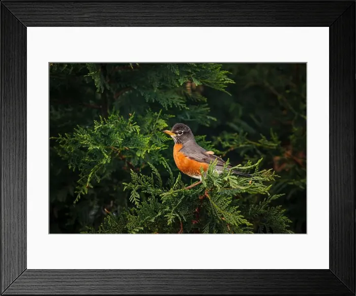 Framed Print : Male American Robin perched in arborvitae tree Framed Print : Male American Robin perched in arborvitae tree