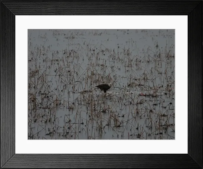 Framed Print : American Bald Eagles During Winter Migration in Missouri Framed Print : American Bald Eagles During Winter Migration in Missouri