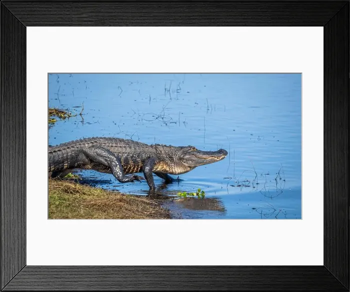 Framed Print : Alligator in the Myakka River in Myakka River State Park in Sarasota Florida USA Framed Print : Alligator in the Myakka River in Myakka River State Park in Sarasota Florida USA
