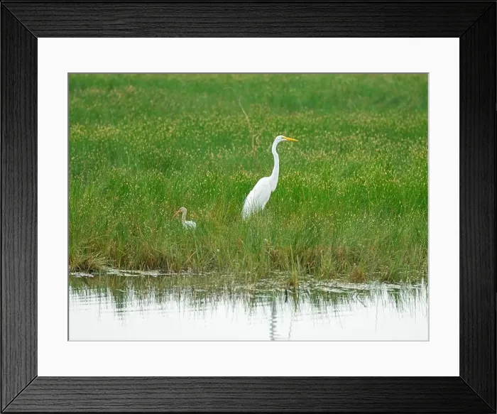 Framed Print : Great Egret and a White Ibis in Wetland Grasses in SWanta Ana National Wildlife Refuge in Texas Framed Print : Great Egret and a White Ibis in Wetland Grasses in SWanta Ana National Wildlife Refuge in Texas