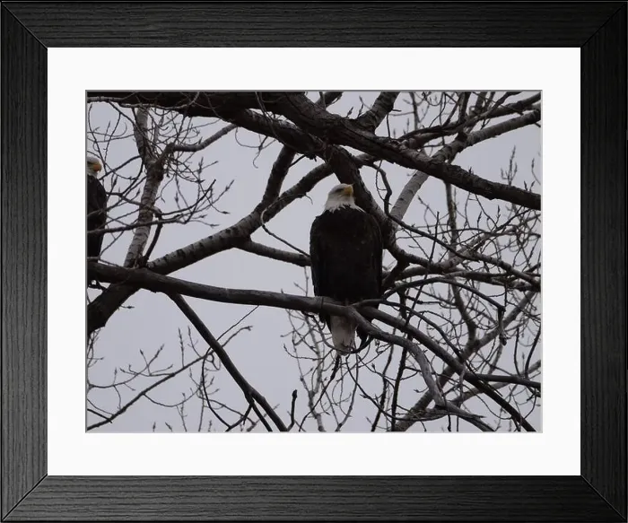 Framed Print : American Bald Eagles During Winter Migration in Missouri