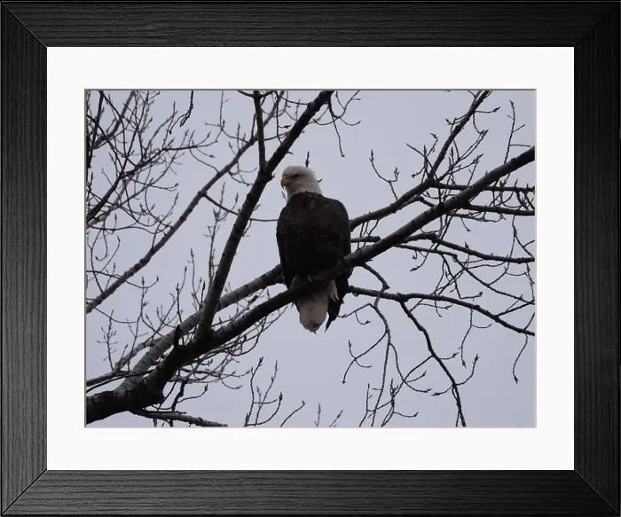 Framed Print : American Bald Eagles During Winter Migration in Missouri Framed Print : American Bald Eagles During Winter Migration in Missouri