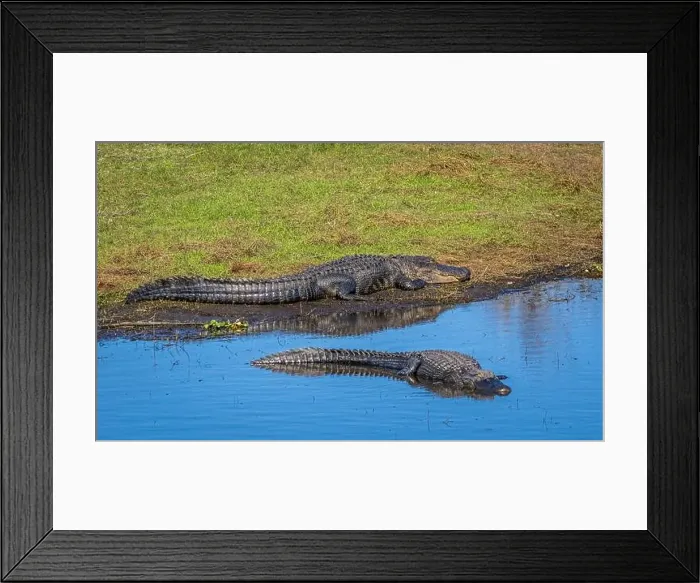 Framed Print : Alligators in the Myakka River in Myakka River State Park in Sarasota Florida USA Framed Print : Alligators in the Myakka River in Myakka River State Park in Sarasota Florida USA