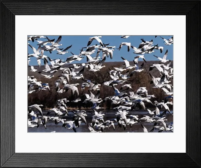 Framed Print : Flock of Snow Geese taking off from the wetlands of their winter home at Bosque Del Apache National Wildlife Refuge Framed Print : Flock of Snow Geese taking off from the wetlands of their winter home at Bosque Del Apache National Wildlife Refuge