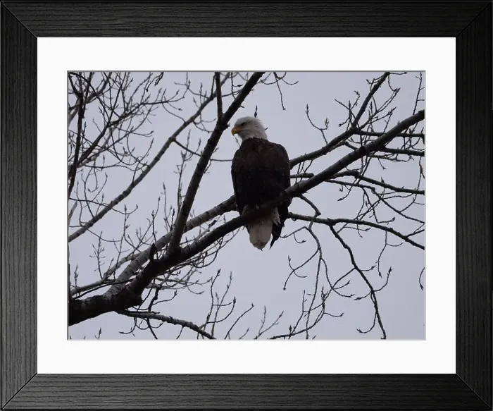 Framed Print : American Bald Eagles During Winter Migration in Missouri Framed Print : American Bald Eagles During Winter Migration in Missouri