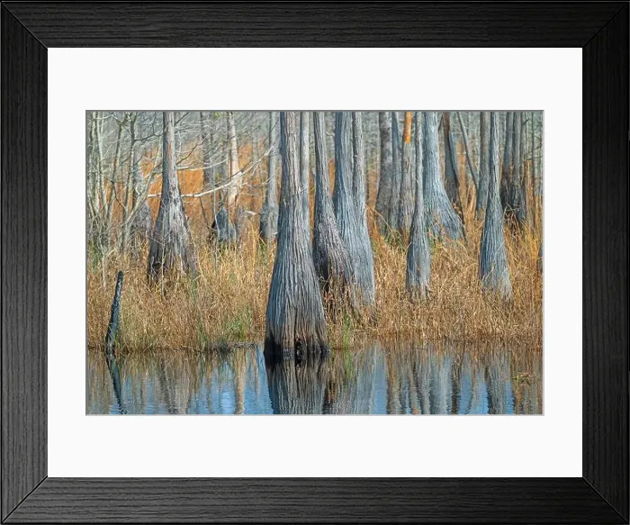 Framed Print : Bulbous Tupelo Tree Trunks on a Marshy Shore in Stephen C Foster State Park in Georgia Framed Print : Bulbous Tupelo Tree Trunks on a Marshy Shore in Stephen C Foster State Park in Georgia
