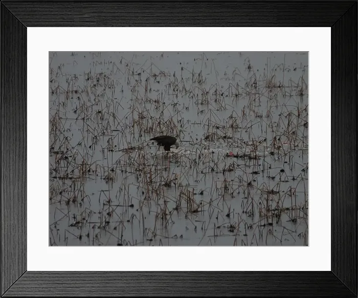 Framed Print : American Bald Eagles During Winter Migration in Missouri Framed Print : American Bald Eagles During Winter Migration in Missouri