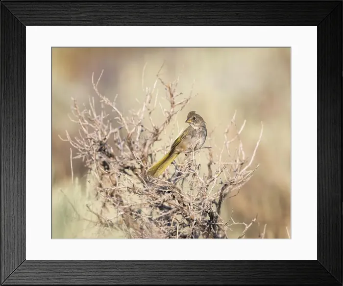 Framed Print : A Green-tailed Towhee is nestled in old sage brush branches Framed Print : A Green-tailed Towhee is nestled in old sage brush branches