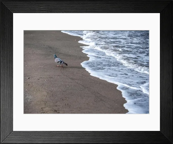 Framed Print : A pigeon is walking on the beach near the water. The beach is empty and the water is calm Framed Print : A pigeon is walking on the beach near the water. The beach is empty and the water is calm