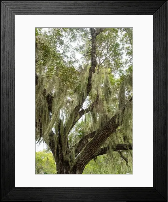 Framed Print : Some Spanish Moss Hanging from Trees in the Everglades National Park, Florida, USA Framed Print : Some Spanish Moss Hanging from Trees in the Everglades National Park, Florida, USA