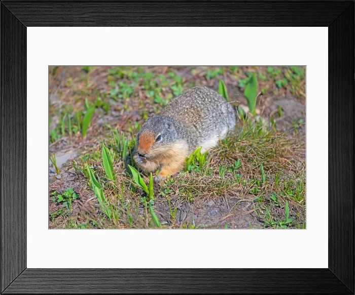 Framed Print : A Columbian ground squirrel chewing on Food in the Tundra at Logan Pass in Glacier National Park in Montana Framed Print : A Columbian ground squirrel chewing on Food in the Tundra at Logan Pass in Glacier National Park in Montana