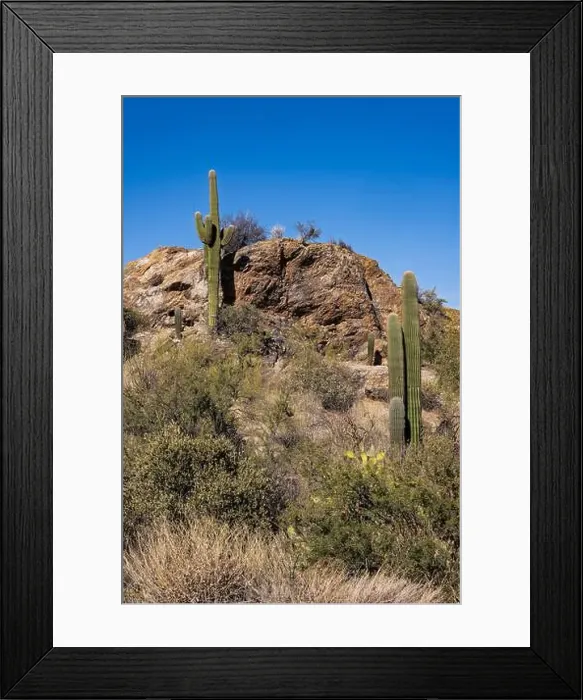 Framed Print : The majestic Saguaro cactus growing in the Sonoran Desert of Southern Arizona Framed Print : The majestic Saguaro cactus growing in the Sonoran Desert of Southern Arizona