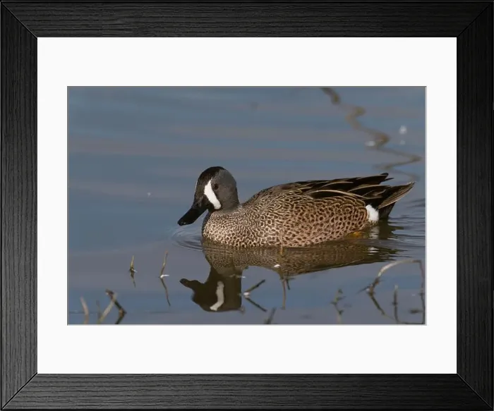 Framed Print : Blue-winged Teal (Spatula discors) Glenn County California USA Framed Print : Blue-winged Teal (Spatula discors) Glenn County California USA