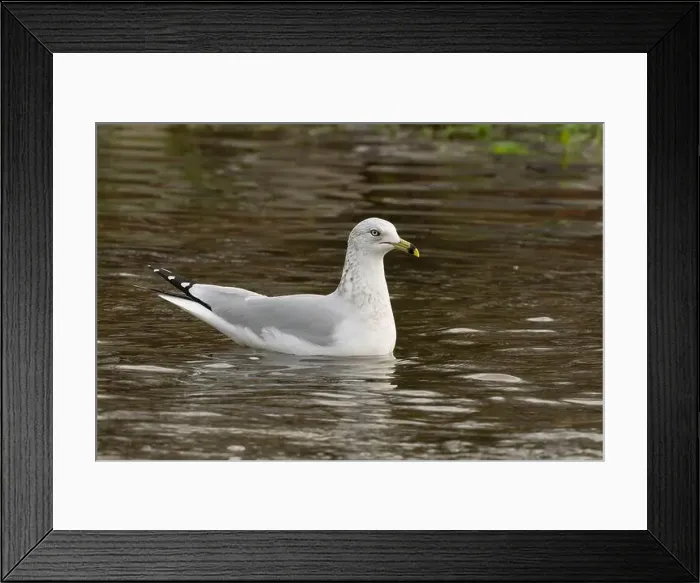 Framed Print : Ring-billed Gull (Larus delawarensis) swimming on a channel of the American River at Sailor Bar County Park Framed Print : Ring-billed Gull (Larus delawarensis) swimming on a channel of the American River at Sailor Bar County Park