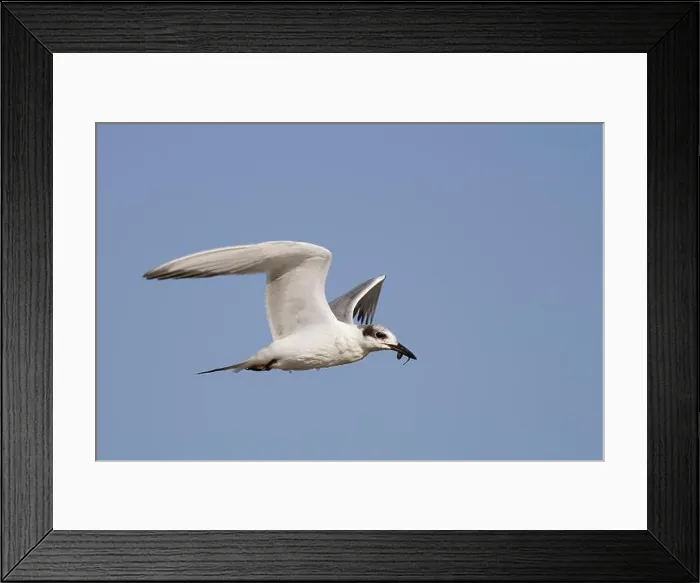 Framed Print : Forster's Tern (Sterna forsteri) Framed Print : Forster's Tern (Sterna forsteri)