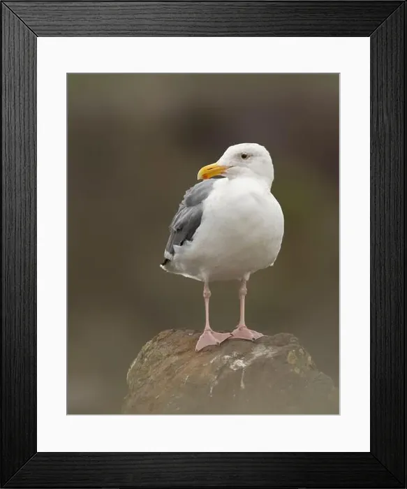 Framed Print : Western Gull (Larus occidentalis) Doran Regional Park Bodega Bay Sonoma County California USA Framed Print : Western Gull (Larus occidentalis) Doran Regional Park Bodega Bay Sonoma County California USA