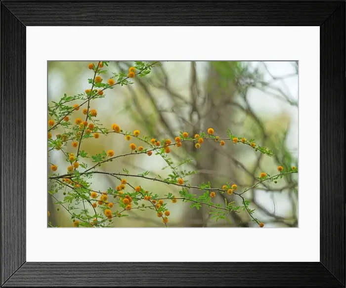 Framed Print : A Golden Ball Lead Tree Starting to Blossom in Spring in the Santa Ana Wildlife Refuge in Texas Framed Print : A Golden Ball Lead Tree Starting to Blossom in Spring in the Santa Ana Wildlife Refuge in Texas