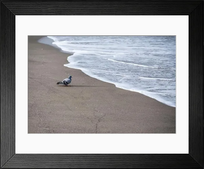 Framed Print : A pigeon is walking on the beach near the water. The beach is empty and the water is calm Framed Print : A pigeon is walking on the beach near the water. The beach is empty and the water is calm