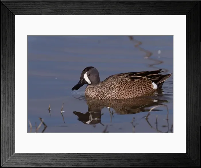 Framed Print : Blue-winged Teal (Spatula discors) Glenn County California USA Framed Print : Blue-winged Teal (Spatula discors) Glenn County California USA