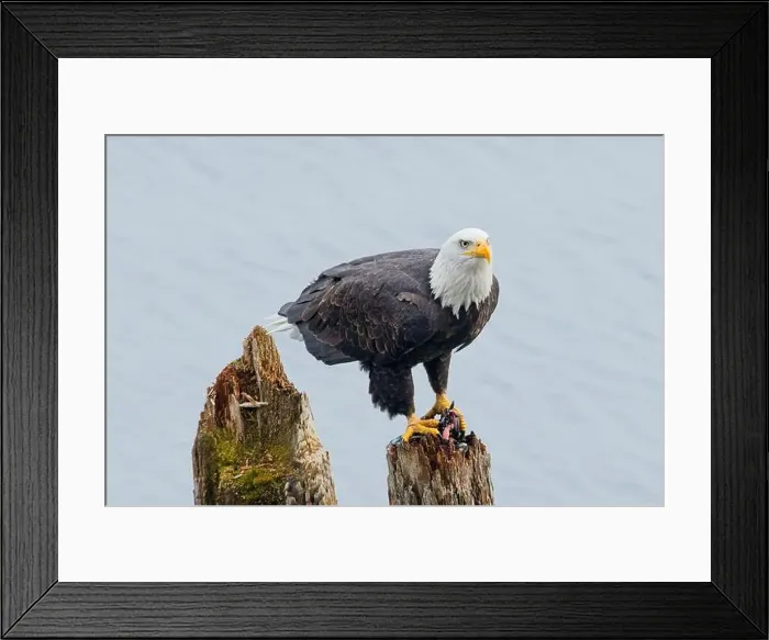 Framed Print : An american bald eagle is perched on a wood post with a fish in its talons by a lake in north Idaho Framed Print : An american bald eagle is perched on a wood post with a fish in its talons by a lake in north Idaho