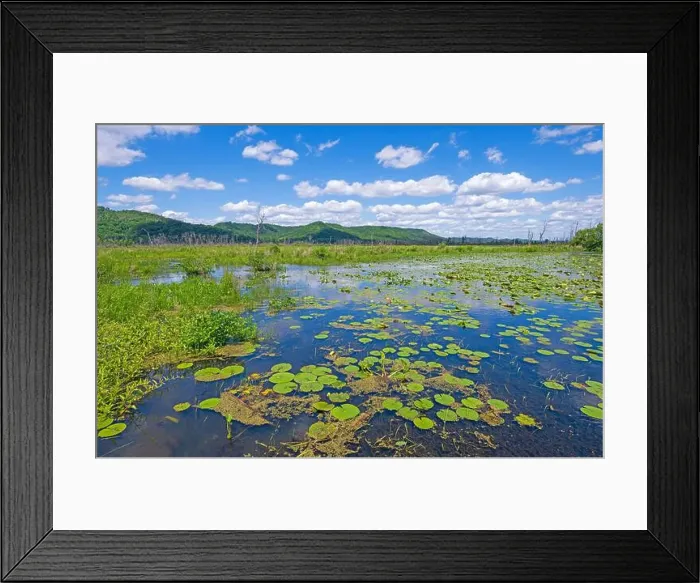 Framed Print : Backwater Wetlands of the Mississippi River in the Trempealeau National Wildlife Refuge in Wisconsin