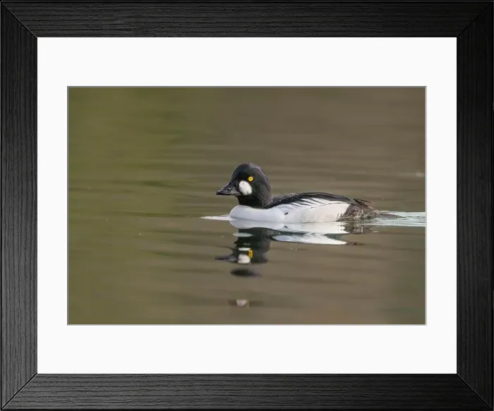 Framed Print : male Common Goldeneye (Bucephala clangula) floating on calm water Framed Print : male Common Goldeneye (Bucephala clangula) floating on calm water