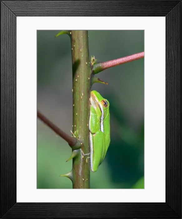 Framed Print : American green tree frog (Dryophytes [Hyla] cinereus) sunbathing during a warm fall day on a thorny plant