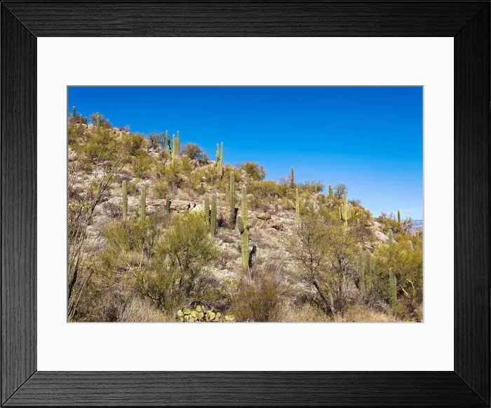 Framed Print : The majestic Saguaro cactus growing in the Sonoran Desert of Southern Arizona Framed Print : The majestic Saguaro cactus growing in the Sonoran Desert of Southern Arizona