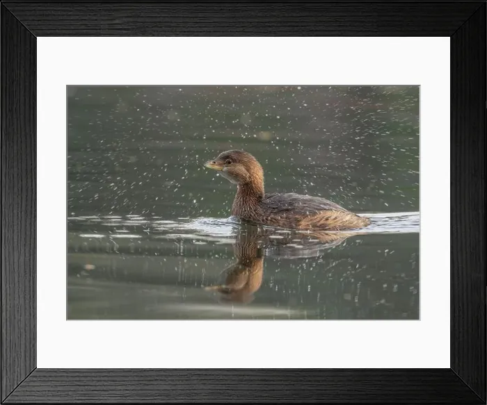 Framed Print : Pied-billed Grebe (Podilymbus podiceps) in basic plumage at the American River Framed Print : Pied-billed Grebe (Podilymbus podiceps) in basic plumage at the American River