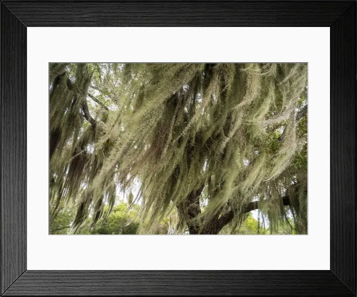 Framed Print : Some Spanish Moss Hanging from Trees in the Everglades National Park, Florida, USA Framed Print : Some Spanish Moss Hanging from Trees in the Everglades National Park, Florida, USA