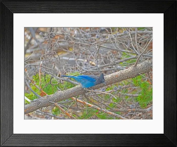 Framed Print : Stellars Jay in a Forest in Yellowstone National Park in Wyoming Framed Print : Stellars Jay in a Forest in Yellowstone National Park in Wyoming