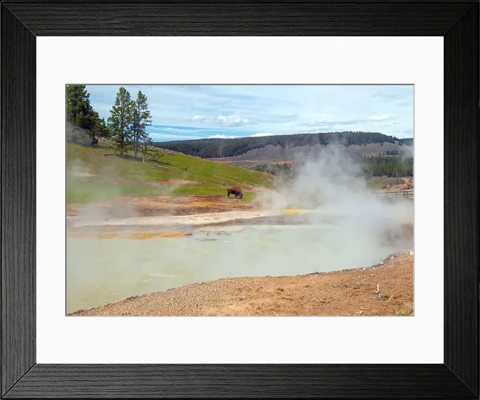 Framed Print : Bison Grazing By Thermal Pools in Yellowstone National Park in Wyoming Framed Print : Bison Grazing By Thermal Pools in Yellowstone National Park in Wyoming
