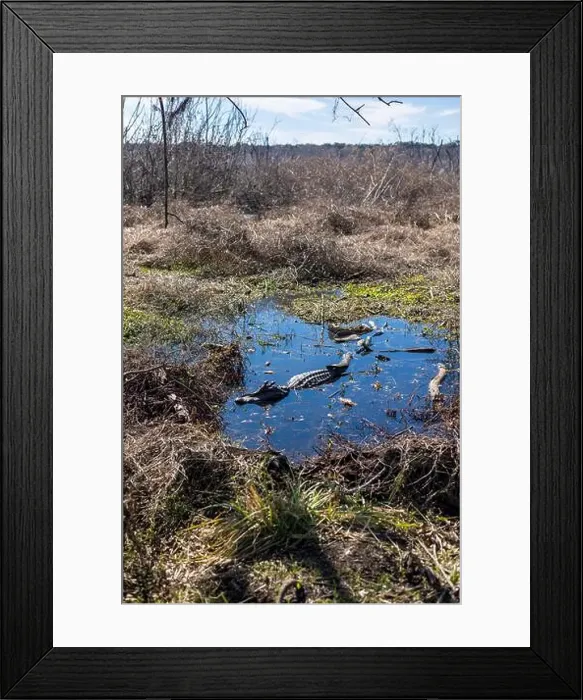 Framed Print : Brazos Bend State Park, Texas, in a beautiful sunny morning Framed Print : Brazos Bend State Park, Texas, in a beautiful sunny morning