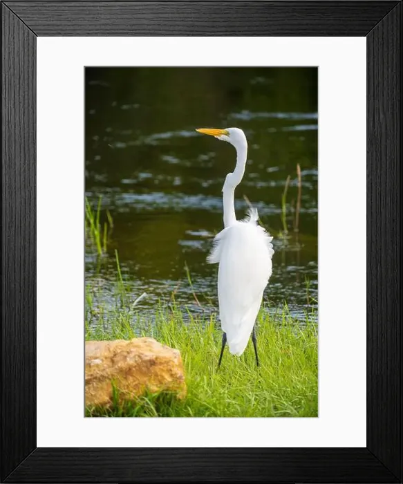 Framed Print : A White crane bird in Everglades National Park, Florida, United States Framed Print : A White crane bird in Everglades National Park, Florida, United States