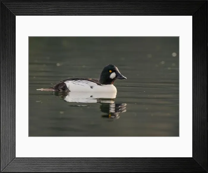 Framed Print : male Common Goldeneye (Bucephala clangula) floating on calm water Framed Print : male Common Goldeneye (Bucephala clangula) floating on calm water