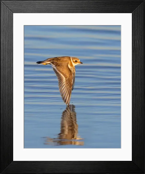 Framed Print : Semipalmated plover (Charadrius semipalmatus) flying over the ocean at early morning during the fall migration
