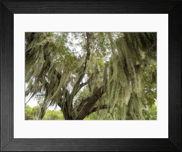 Framed Print : Some Spanish Moss Hanging from Trees in the Everglades National Park, Florida, USA Framed Print : Some Spanish Moss Hanging from Trees in the Everglades National Park, Florida, USA