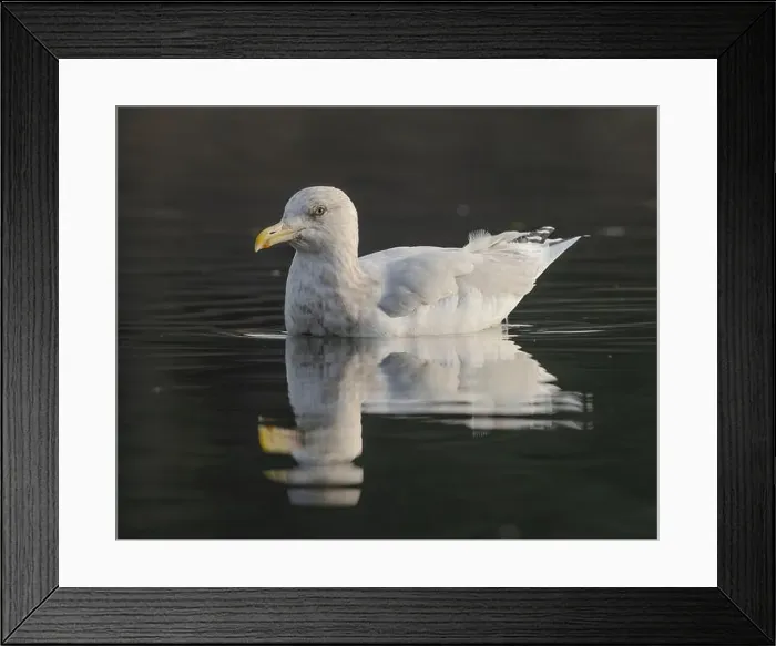 Framed Print : American Herring Gull (Larus smithsonianuss) swimming on a channel of the American River at Sailor Bar County Park Framed Print : American Herring Gull (Larus smithsonianuss) swimming on a channel of the American River at Sailor Bar County Park