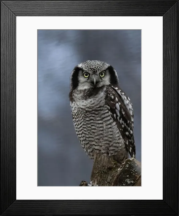 Framed Print : Young Northern hawk-owl early winter (Surnia ulula) Framed Print : Young Northern hawk-owl early winter (Surnia ulula)