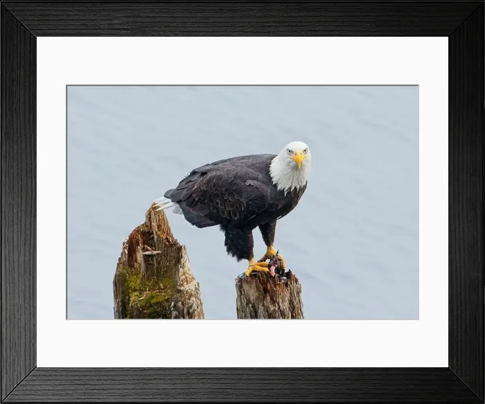 Framed Print : An american bald eagle is perched on a wood post with a fish in its talons by a lake in north Idaho Framed Print : An american bald eagle is perched on a wood post with a fish in its talons by a lake in north Idaho