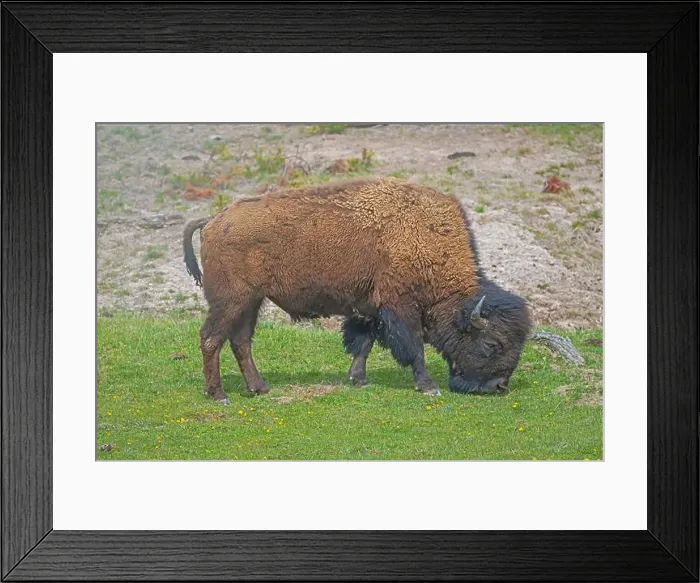 Framed Print : Close up of a Grazing Bison in Yellowstone National Park in Wyoming Framed Print : Close up of a Grazing Bison in Yellowstone National Park in Wyoming