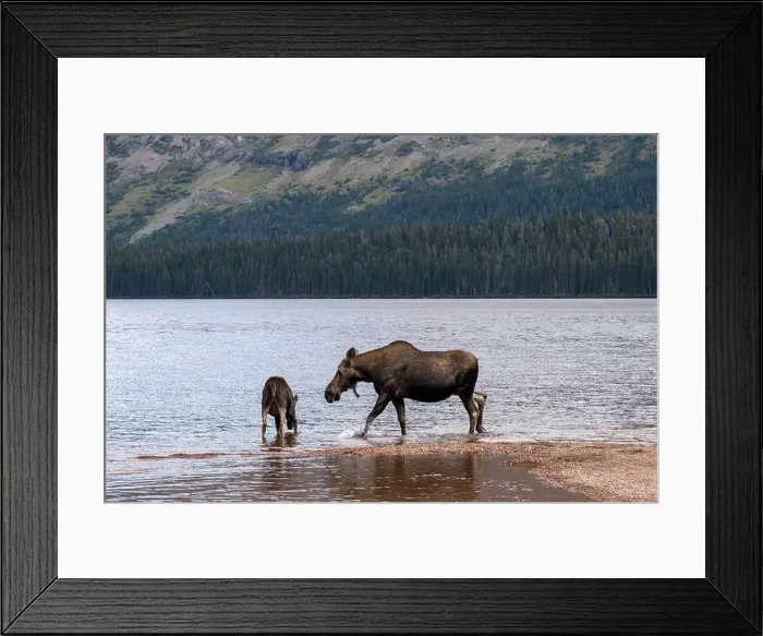 Framed Print : Moose, mother and calf, Two Medicine Lake, Glacier National Park, Montana, USA Framed Print : Moose, mother and calf, Two Medicine Lake, Glacier National Park, Montana, USA